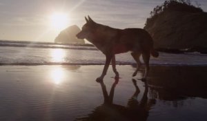 Une vidéo qui rend hommage à son chien : magique mais triste