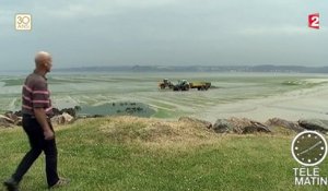 La prolifération des algues vertes inquiète de nouveau en Bretagne