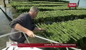 Huitres triploides : Alerte au virus tueur !