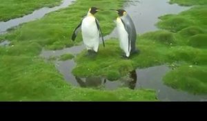 Le dilemme de deux pingouins