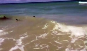 Des requins nagent à quelques mètres d'une plage en Floride