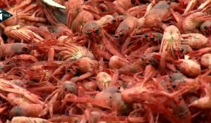 Invasion de crabes rouges sur les plages de Californie