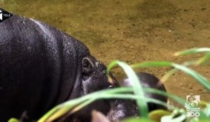 Un bébé hippopotame nain apprend à nager