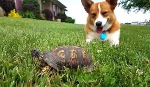 Turbo et la tortue