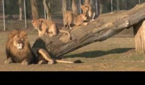 Zoo de Thoiry - lionceaux - MALINDI, LA PETITE LIONNE ADOPTEE