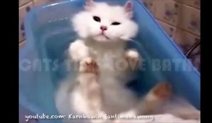 Des chats trop sympas qui adorent se mettre à l'eau