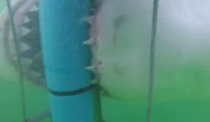 Attaque de grand requin blanc filmée dans une cage sous l'eau - Les dents de la mer en vrai