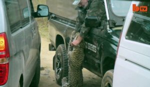 Un léopard attaque un guide de safari
