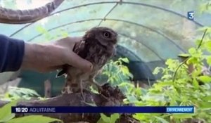 association les oiseaux blesses en danger