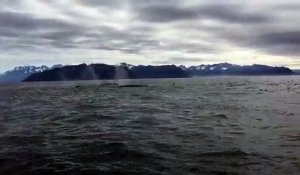 Part 2 : cette bande de baleines à bosse surprend cet observateur, sa réaction est totalement folle.