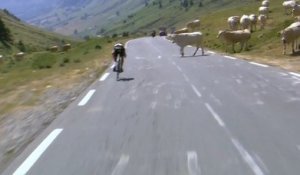 Cinq étapes où des animaux ont gêné les cyclistes au Tour de France