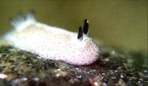 Cette limace de mer ressemble à un petit lapin trop mignon