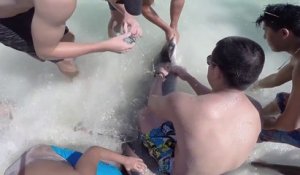Sauvetage d'un requin-marteau sur les côtes de Floride