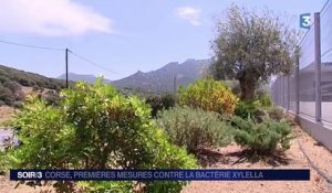 Corse : un plan d'urgence contre la Xylella Fastidiosa