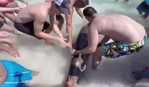 Très beau sauvetage d'un requin par des touristes !