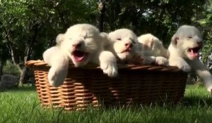 Quatre magnifiques lionceaux blancs font leurs premiers pas