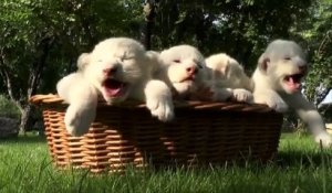 Quatre magnifiques lionceaux blancs font leurs premiers pas