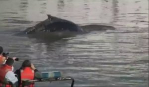 Une baleine fait son apparition dans le port de Buenos Aires