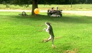 Trop drôle: Un chien enragé donne des coups de tête à un ballon de baudruche
