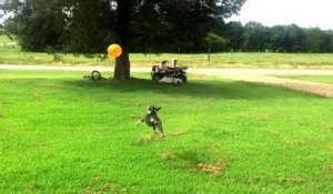 Ce chien ne peut pas s'arreter de jouer avec son  ballon