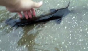 Des poissons dans une rue de Floride ! Comment est-ce possible ?