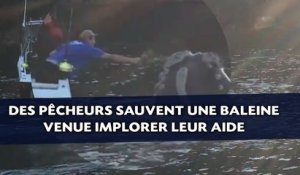 Des pêcheurs sauvent une baleine venue implorer leur aide