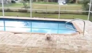 Un chien découvre une piscine dans sa nouvelle maison