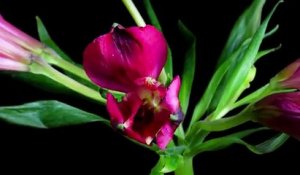Vivez la magnifique éclosion d'une fleur en time-lapse