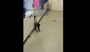 Un chat a bien du mal à retrouver sa cage