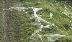 Argentine : après les inondations, des millions d'araignées tissent sur leurs toiles sur les portions émergées