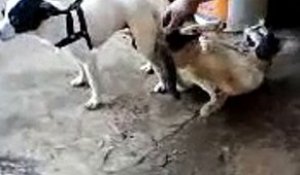 Un chien bloqué après s'être accouplé avec un chat