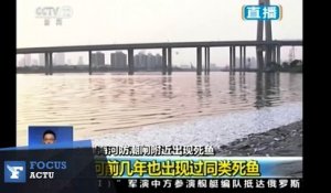 Tianjin : des milliers de poissons morts échouent sur une côte