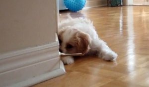 Ce Bebe Chien Decouvre Le Bruit De Son Hoquet Sur Orange Videos