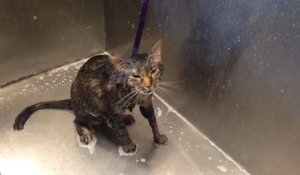 Ce chat miaule "No more!" lorsque son maître lui donne son bain
