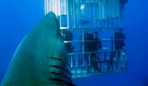 Deep Blue le requin de 6 mètres a fait une nouvelle apparition !