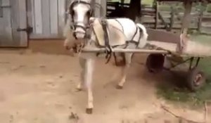 Ce cheval gare sa charrette mieux que vous !