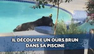 Il découvre un ours brun dans sa piscine