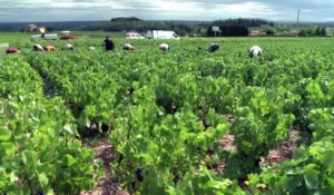 Vendanges: la récolte 2015 en baisse en raison de la sécheresse