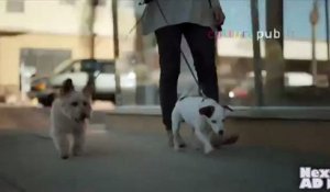 Mop dog: Weirdest dog breed ever