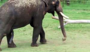 Un éléphant se gratte le ventre avec son pénis