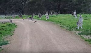 Un cycliste encerclé par une horde de kangourous flippe à mort