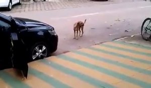 Ce chien, dépassant une voiture, fut captivé par la musique