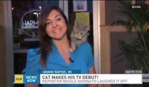 Un chat escalade une journaliste en direct... Vidéobomb magique!