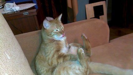 Un Chat Un Peu Maso Qui Se Frappe Tout Seul Avec Sa Patte Sur Orange Videos