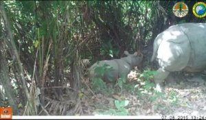 Trois bébés rhinocéros de l'espèce la plus rare au monde filmés