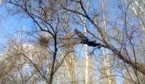Un russe grimpe sur les vieilles branches d'un arbre