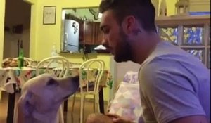Un adorable chien demande pardon à son maitre