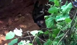 Sauvetage d'un éléphant bloqué cinq heures dans un puits en Inde.