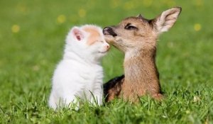 L'amitié improbable entre un bébé daim et un chat !