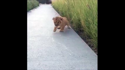 Le Plus Petit Rugissement De Bebe Lion Trop Mignon Sur Orange Videos